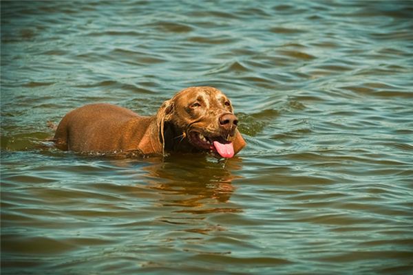 Il significato di sognare che un cane sta nuotando