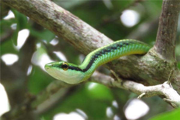 Cosa significa sognare un piccolo serpente verde