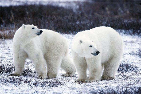 Il significato spirituale di sognare gli orsi polari