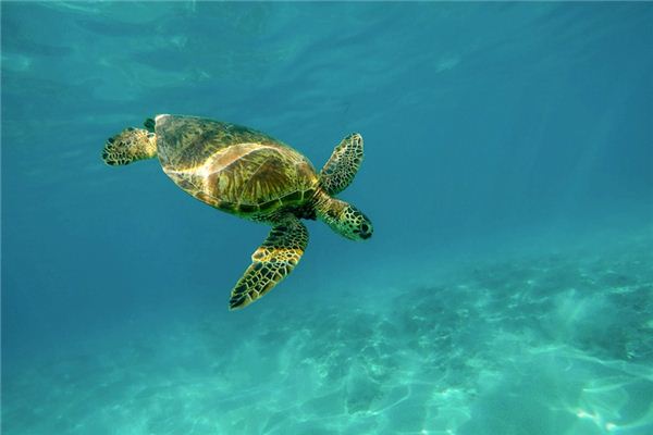 Il significato di sognare tartarughe marine
