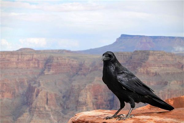 Il significato di sognare corvi