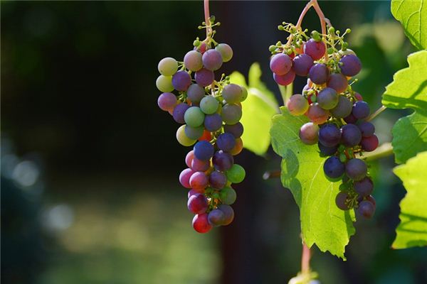 Il significato spirituale di sognare l’uva