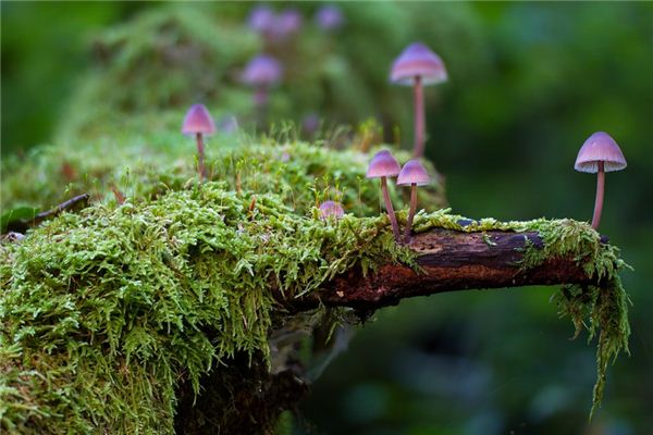Il significato spirituale di sognare funghi