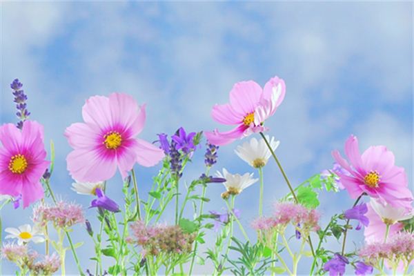 Il significato spirituale di sognare vari fiori