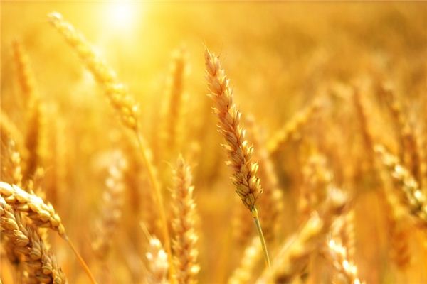 Il significato spirituale di sognare il grano