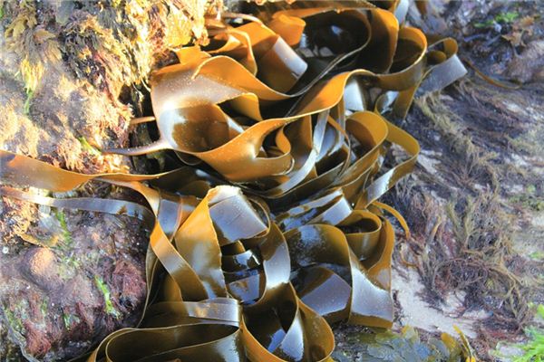 Il significato spirituale di sognare alghe