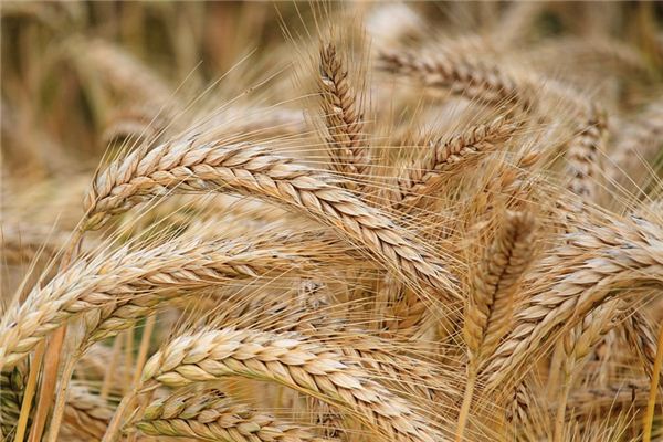 Il significato spirituale di sognare la crusca di grano