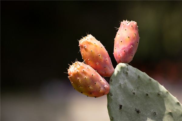 Il significato di sognare un cactus