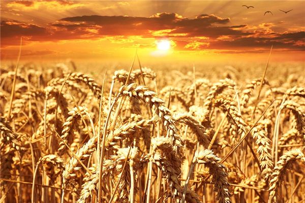 Il significato spirituale di sognare il grano