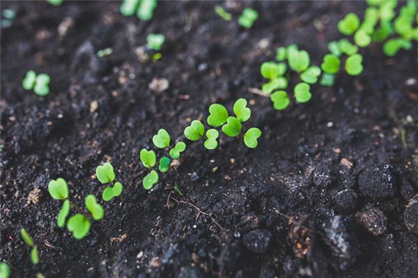 Il significato spirituale di sognare la germinazione dei semi