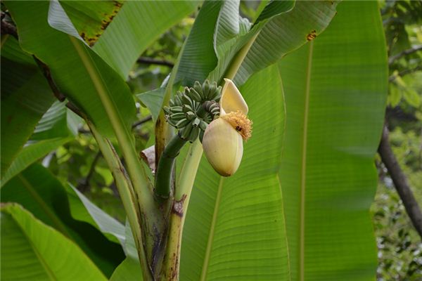 Il significato spirituale di sognare le banane