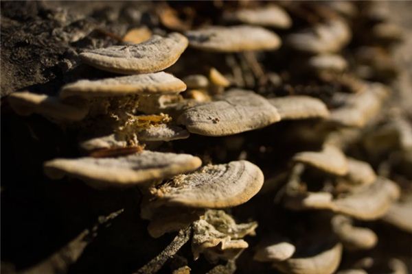 Il significato spirituale di sognare un fungo