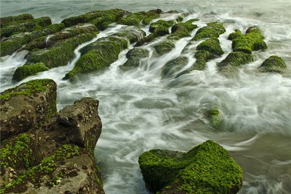 Il significato spirituale di sognare le alghe