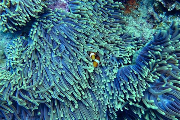 Il significato spirituale di sognare il corallo