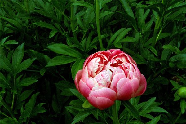 Sognare il significato del fiore di peonia
