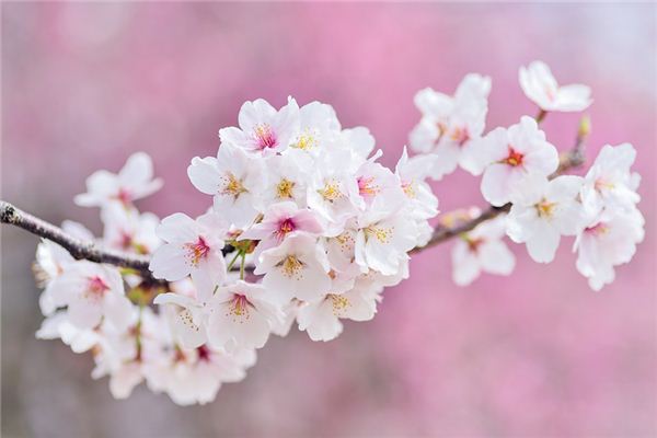 Il significato spirituale di sognare i fiori di ciliegio