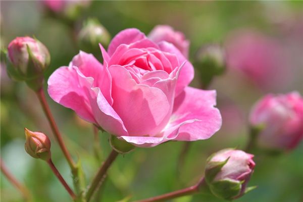 Il significato spirituale di sognare le rose
