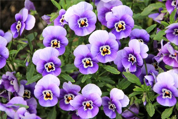 Il significato spirituale di sognare le violette