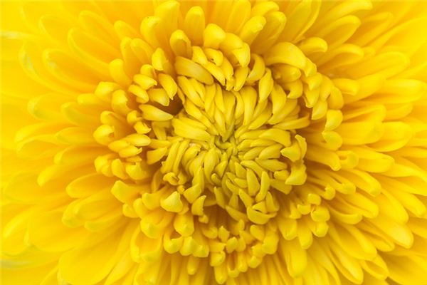 Sognare il significato del crisantemo giallo