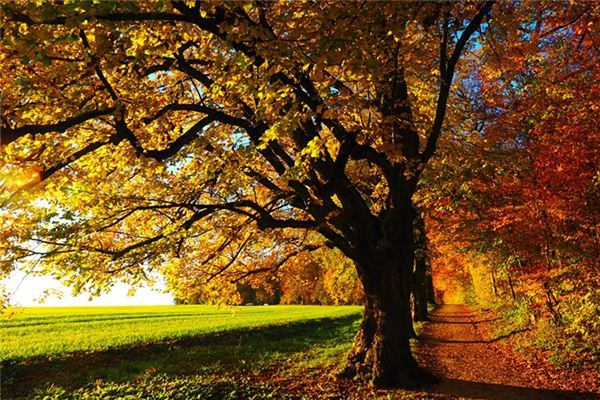 Il significato spirituale di sognare vari alberi