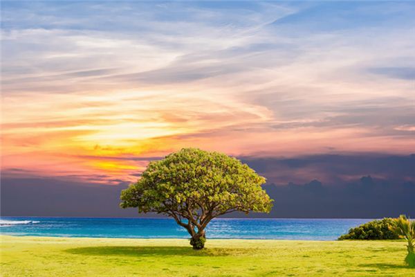 Il significato spirituale di sognare alberi