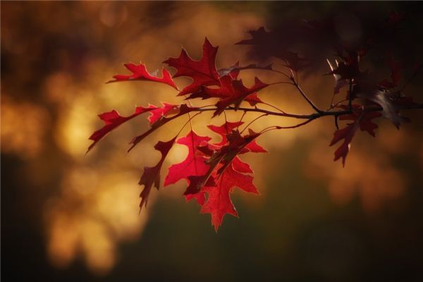 Il significato spirituale di sognare le foglie