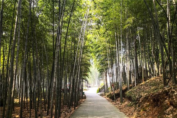Il significato spirituale di sognare il bambù