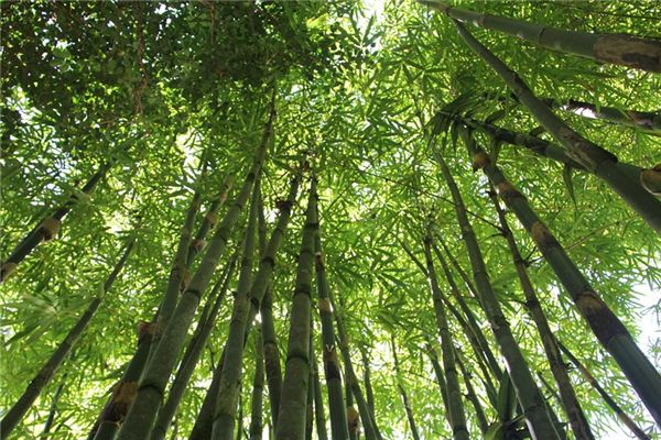 Il significato spirituale di sognare la foresta di bambù