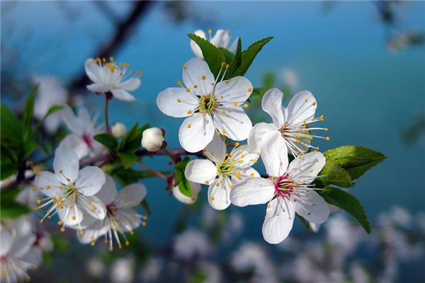 Il significato spirituale di sognare i fiori di ciliegio