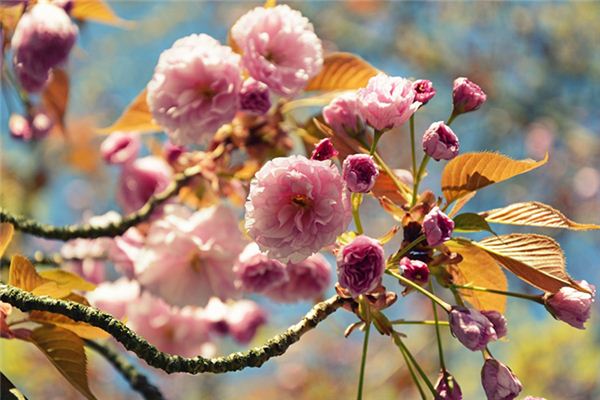 Il significato di sognare alberi in fiore