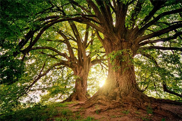 Il significato spirituale di sognare grandi alberi