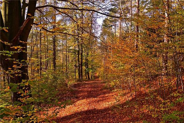 Il significato spirituale di sognare boschi