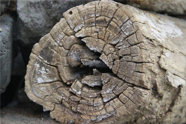 Il significato spirituale di sognare il legno morto