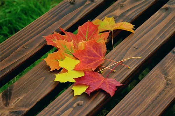 Il significato spirituale di sognare le foglie cadute