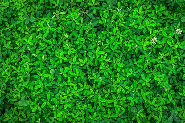 Il significato di sognare foglie verdi