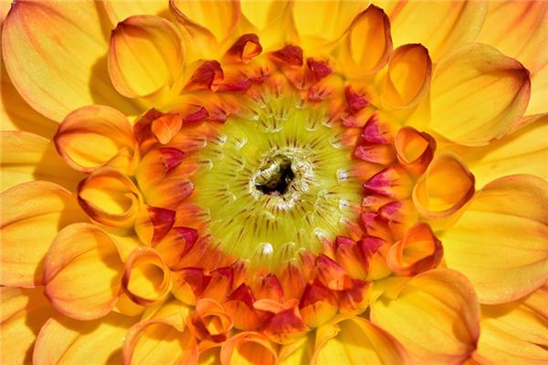 Il significato spirituale di sognare boccioli di fiori