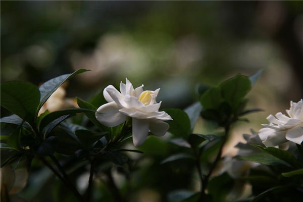Il significato spirituale di sognare la gardenia