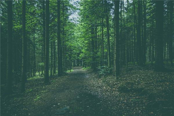Il significato di sognare boschi
