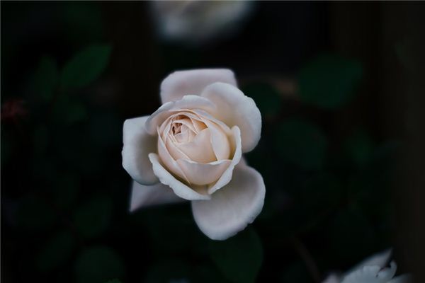 Il significato spirituale di sognare rose bianche
