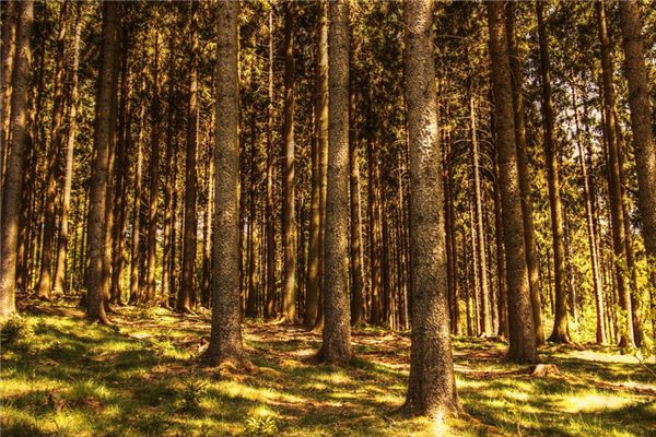 Il significato spirituale di sognare di tagliare gli alberi