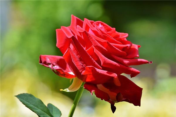 Il significato spirituale di sognare rose rosse