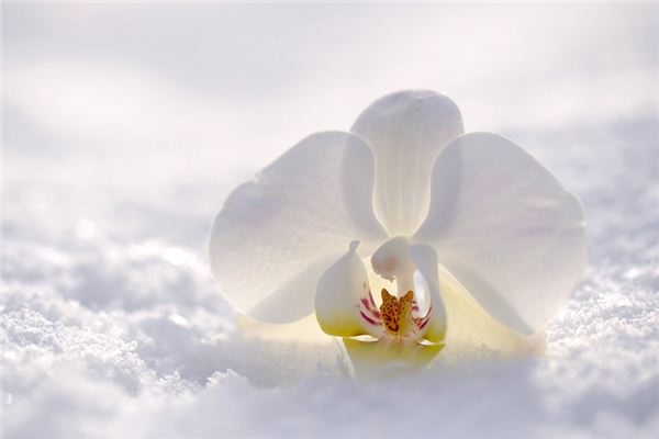 Sognare il significato dell’orchidea bianca