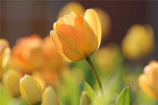 Il significato spirituale di sognare i tulipani