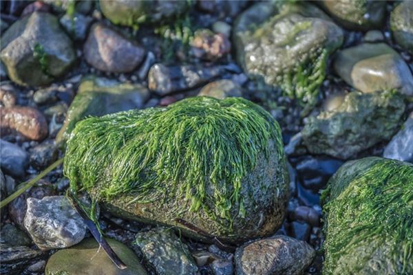 Il significato spirituale di sognare le alghe