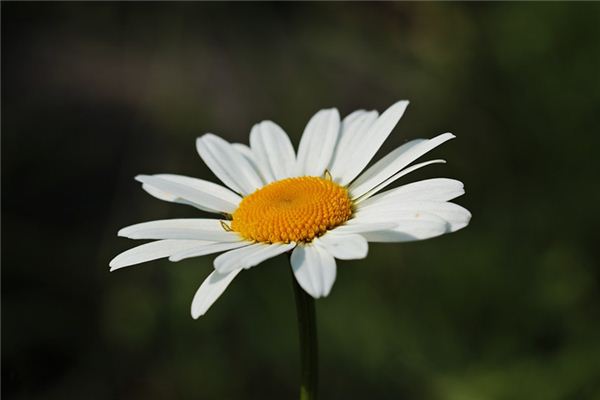 Il significato spirituale di sognare fiori bianchi