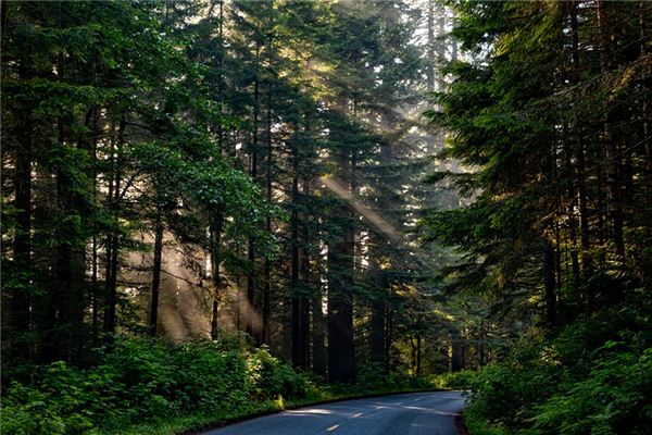 Il significato di sognare alberi di sequoia