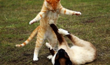 40 Significati di Sognare di Combattere