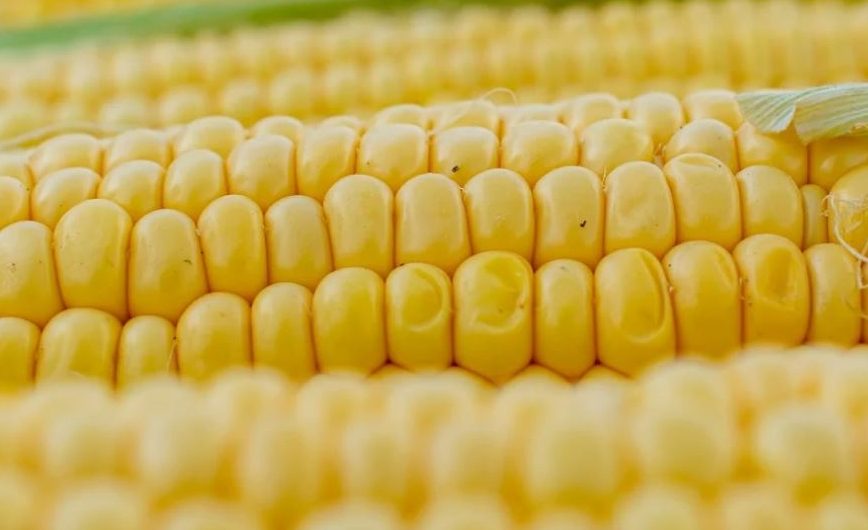 23 significati di sognare il mais