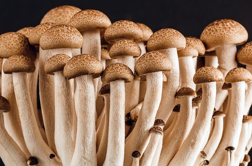 21 significati di sognare funghi