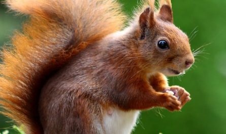 50 Significati di Sognare Scoiattoli